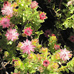 Cape floral kingdom 3.jpg
