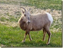 Ram Horn Sheep Female