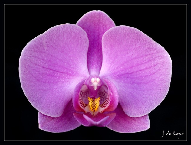 [Orquidea-Violeta%255B3%255D.jpg]