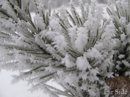 Frosty Morning Feb 02