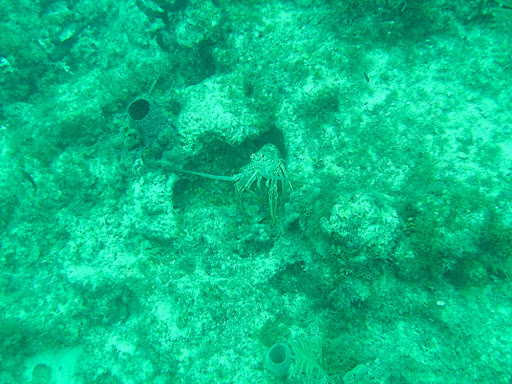 Maybe it was this Caribbean lobster