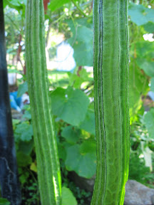 Angled oofah squash (si gua) growing in my aunt's garden