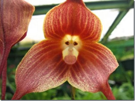 las orquideas dracula