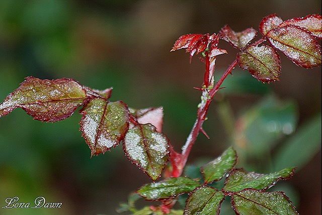 [Frosty_Rosebush_Oct30%255B8%255D.jpg]