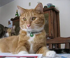 Healthy ginger tabby cat