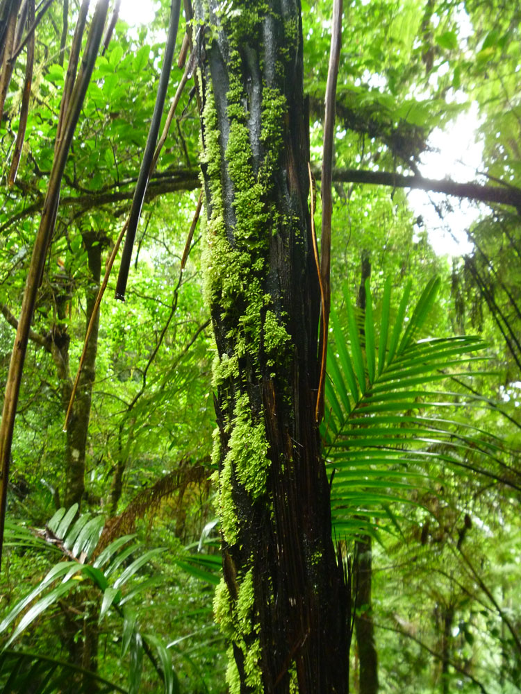 Toolona Creek and Mount Wanungra, O’Reilly’s