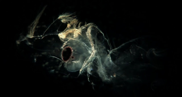 micro-empire-goccia-d-acqua-terapixel.jpg