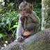 Ubud, ID