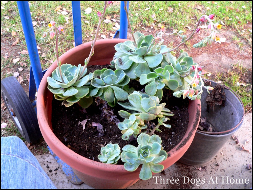 [planting-0284.jpg]