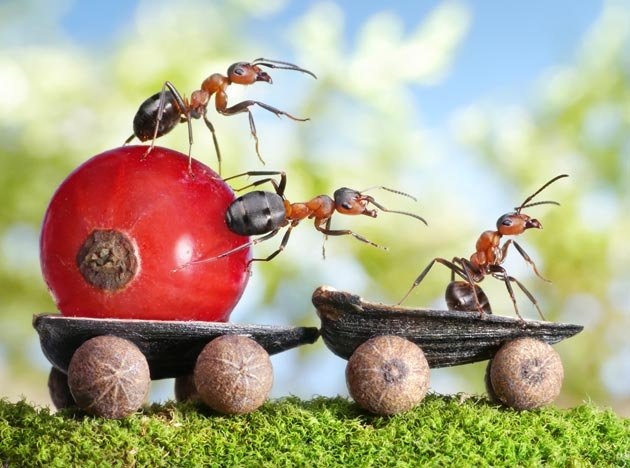 [fantasy-world-of-ants9%255B2%255D.jpg]