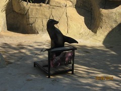 IMG_3455 IMG_3455