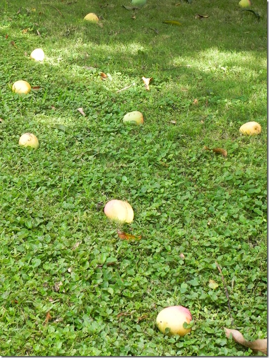 mango mango
