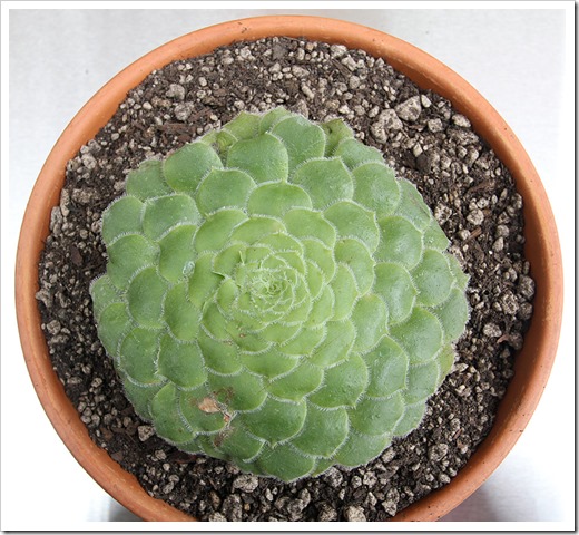 111003_Aeonium-tabuliforme