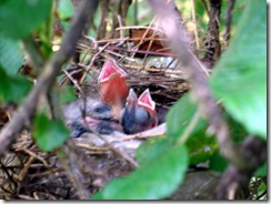 CardinalNest62012