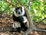 A few lemurs came by the hotel while we stayed there. This one was missing an eye, but very friendly. Madagascar6 - 021.jpg