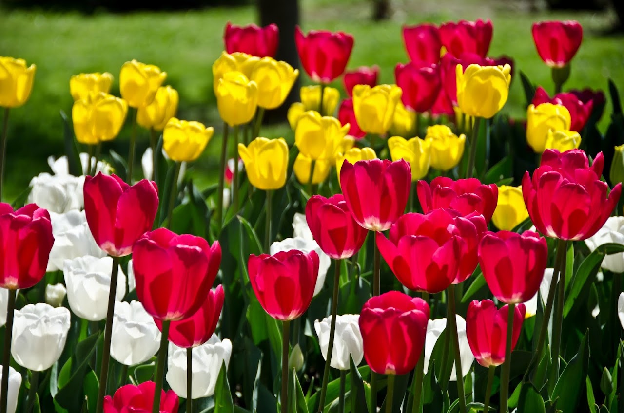 Tulips in Istanbul