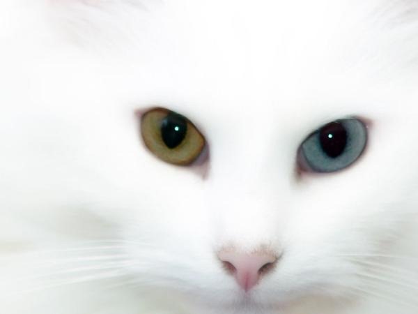 [heterochromia%2520in%2520cats%2520white%255B5%255D.jpg]
