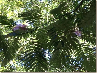 flowering mimosa