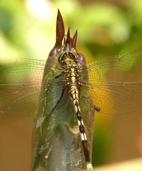 Spotting Image 1