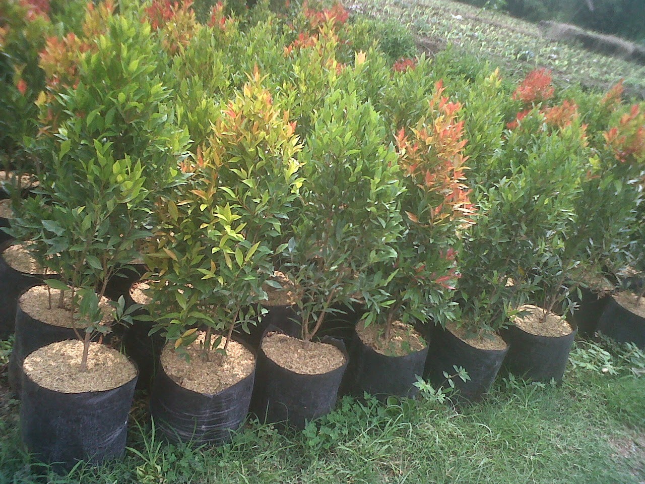 Jual Pohon Pucuk Merah Murah Tanaman Hias Pucuk Merah | Berbakat Taman