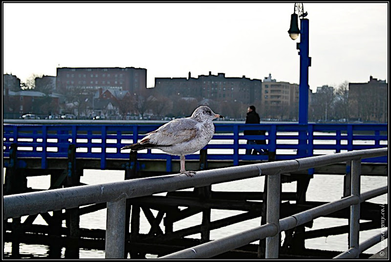 Вид на Америку: Sheepshead bay (foto america  фото путешествия моря и океаны new york  0101 NY%25252C%252520Sheepshead 1)