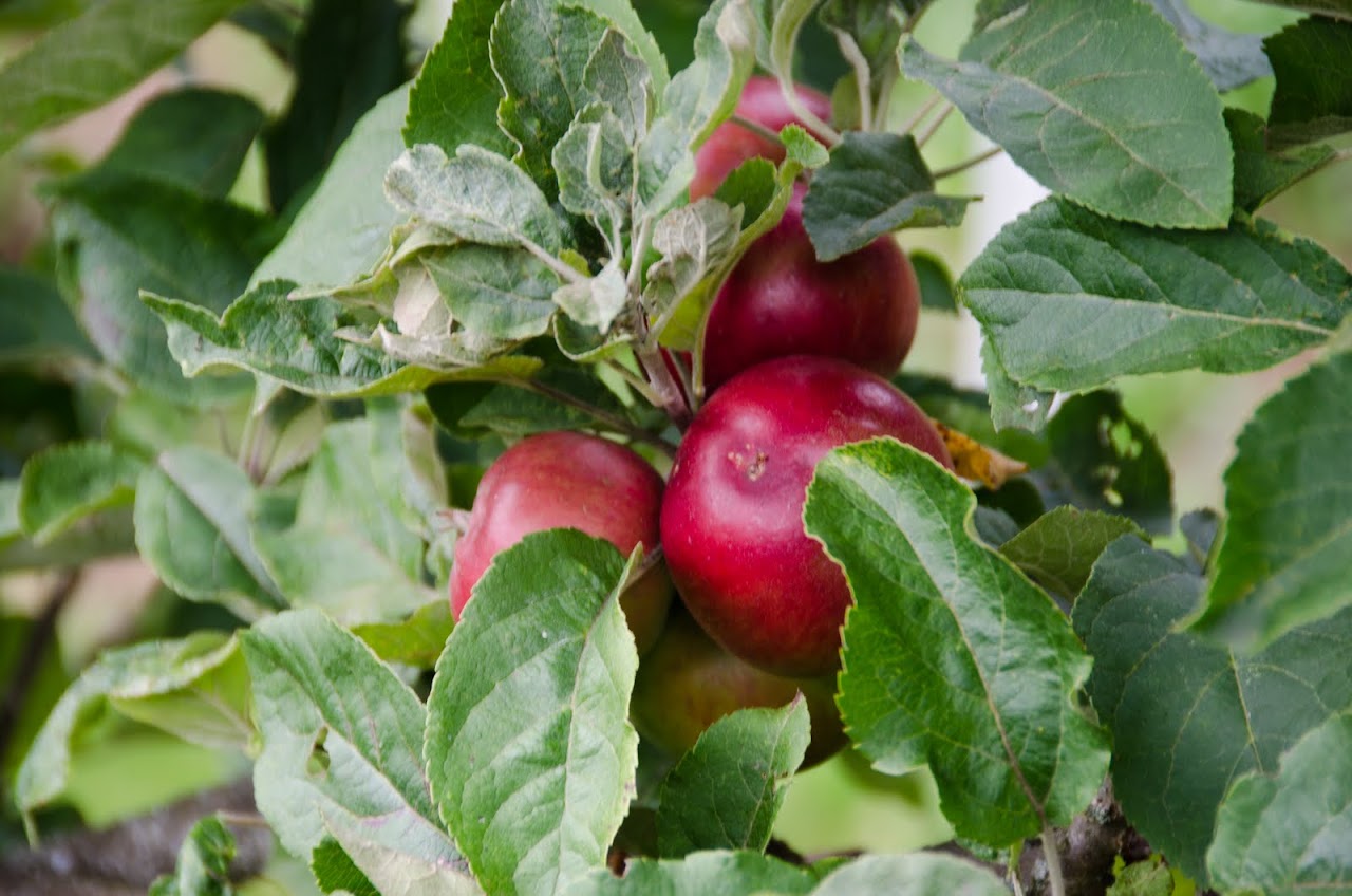Apples at Painswick Rococo