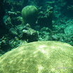  Snorkel Buck Island Reef 