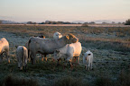 Teufelsmoor: Charolais-Rinder bei Sonnenaufgang
