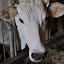 Visita Allevamento Chianina BIGI