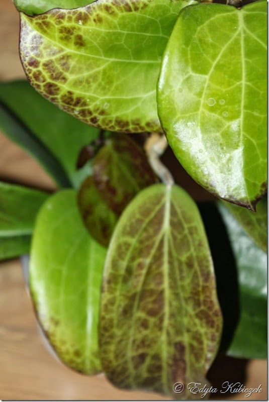 surigaoensis surigaoensis