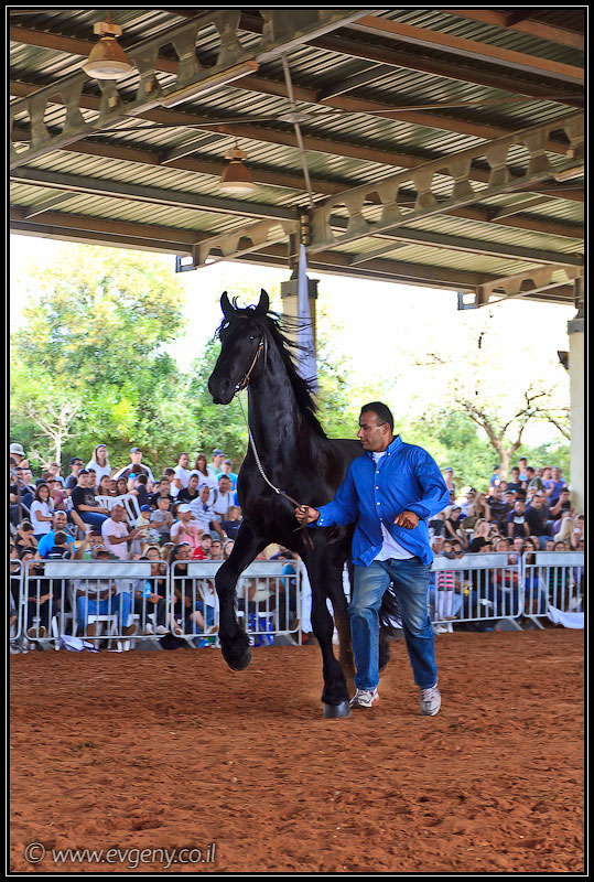 il/Фото: Stallion Show 2011 (20110416 stllion show 115 2533)