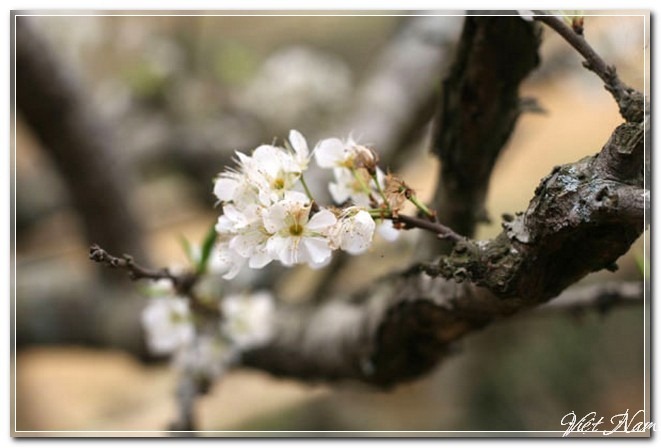 Xuân trên rẻo cao Tây Bắc