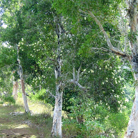 [Sandlewood%2520Tree%2520in%2520Marayoor%255B4%255D.jpg]