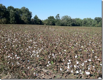 Cotton field before defoliant application