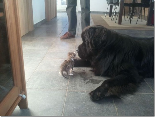 funny-animals-cute-31