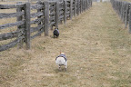 We're nearly at their paddock.