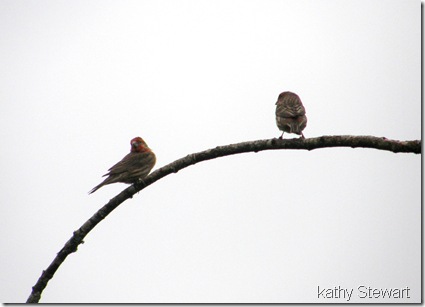 House Finch