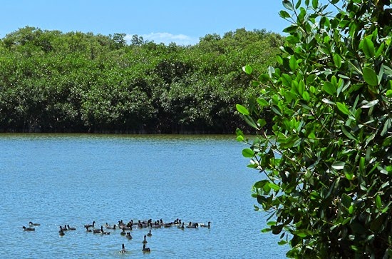 Everglades by Bicycle West Lake Ducks