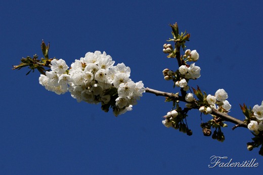 [Fiori%2520019%255B2%255D.jpg]