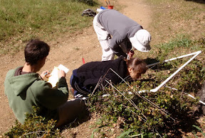 We began mapping and cataloging the area's native plants. Here, counting the rare Oakland Star Tulip (Calochortus umbellatus)