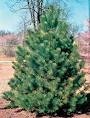 [scotch%2520pine%255B2%255D.jpg]