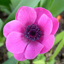 Anemone
