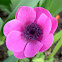 Anemone