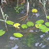 dsc01365.jpg dsc01365.jpg