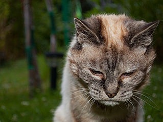 [Tired_20-year-old_cat%255B2%255D.jpg]