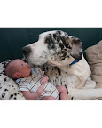 and then I don't feel....
(Riot and rescued dane Daisy)