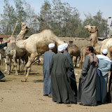 Birquash camel market