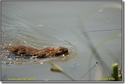 Arundel WWT D50  25-05-2012 12-08-53