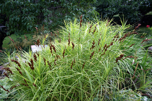 Carex Grasses
