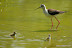 Natura :: Oasi Lipu di Racconigi (TO)